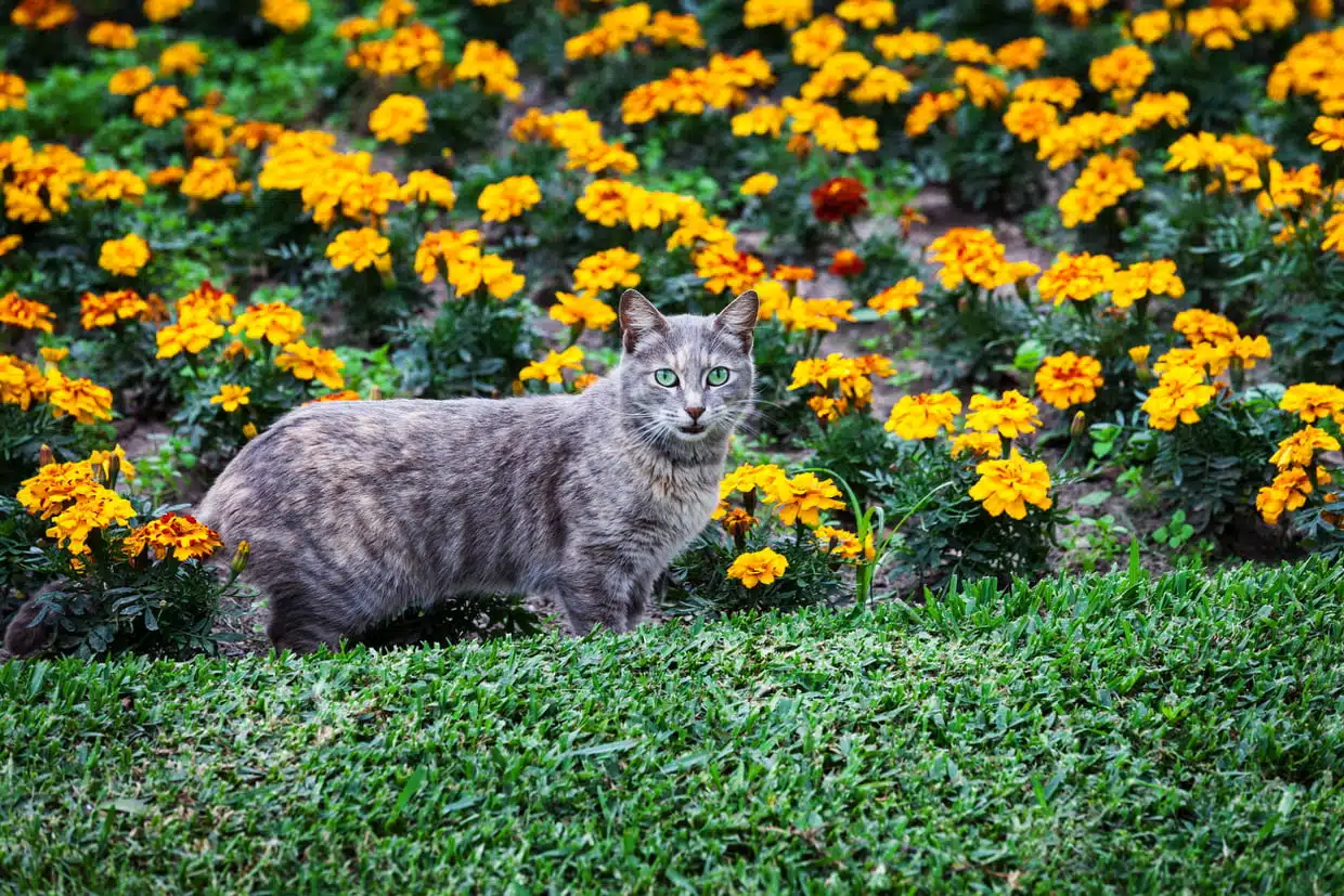 répulsifs naturels pour chats