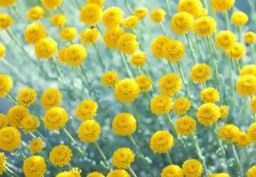 Fleurs jaunes sauvages : découvrez les 5 plus belles variétés et comment les cultiver