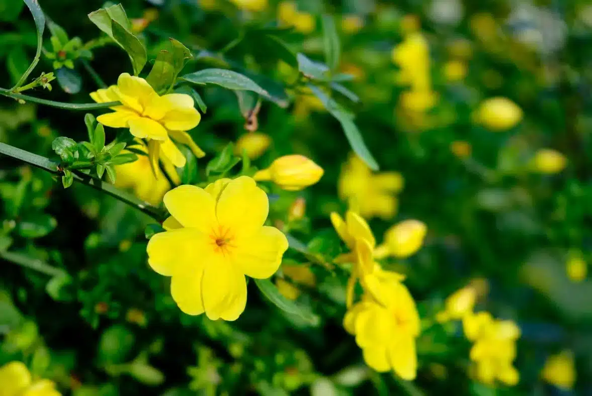 Fleurs jaunes sauvages : découvrez les 5 plus belles variétés et comment les cultiver