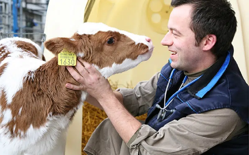 Pourquoi choisir de faire une formation animaux en ligne